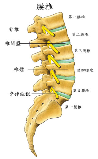 腰椎